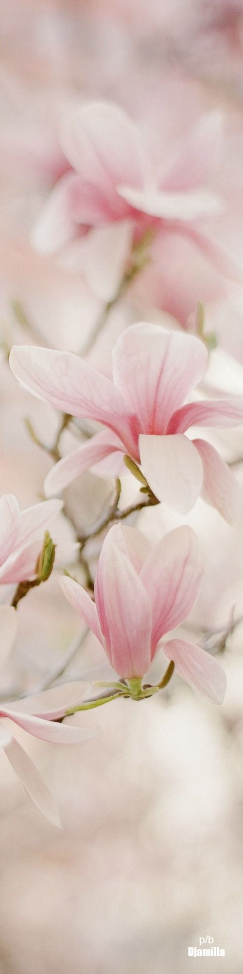 Dra. Adeísa Camargos 1 Adeisa Camargos Dra. Adeísa Camargos Dra. Adeisa Camargos,Dra Adeisa,Dra. Adeísa